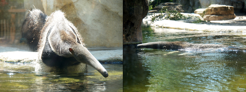 [Two photos spliced together. On the left the anteater has just stepped into the water and its legs are submerged as it comes toward the camera with its snout off to the right. On the right is the anteater swimming with its head and snout out of the water and most of its back visible. The water is greenish brown so none of the animal is visible below the water.]